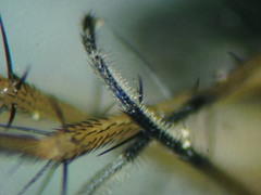 Dolichopus trivialis