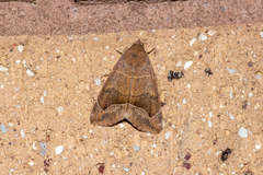 Bastilla hamatilis