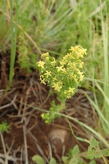 Galium capense