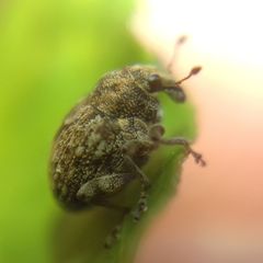 Rhinoncus bruchoides