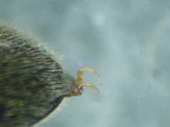 Contacyphon coarctatus