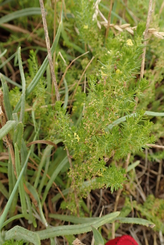 Image of Galium capense by no rights reserved