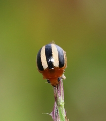 Brumoides suturalis