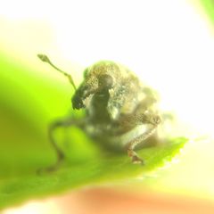 Rhinoncus bruchoides