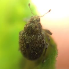 Rhinoncus bruchoides