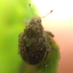 Rhinoncus bruchoides