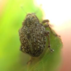 Rhinoncus bruchoides