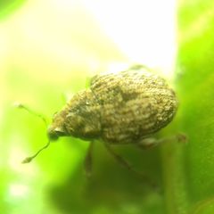 Rhinoncus bruchoides