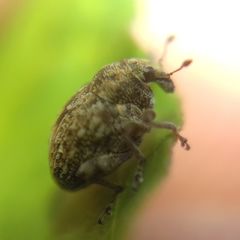 Rhinoncus bruchoides