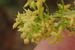 Galium capense