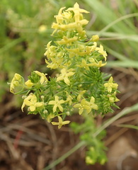 Galium capense