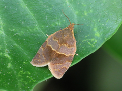 Clepsis dumicolana