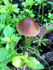 Psathyrella atrospora