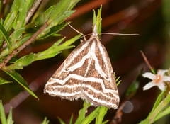 Dichromodes confluaria