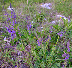Salvia pratensis