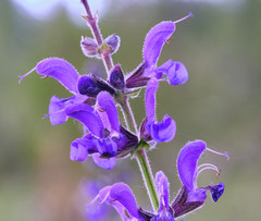 Salvia pratensis