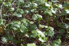 Parasenecio kamtschaticus