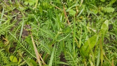 Achillea millefolium