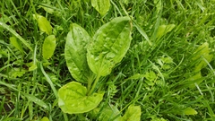 Plantago major