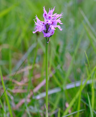 Neotinea tridentata tridentata
