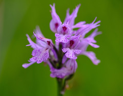 Neotinea tridentata tridentata