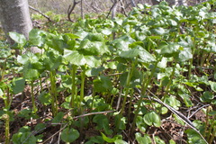 Parasenecio kamtschaticus