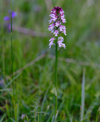 Neotinea ustulata ustulata