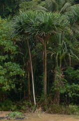 Pandanus elatus