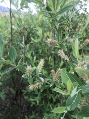 Salix kochiana