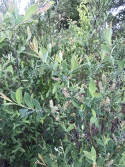 Salix kochiana
