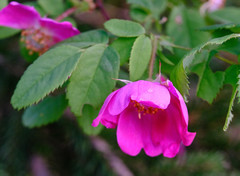 Rosa pendulina