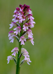 Neotinea ustulata ustulata