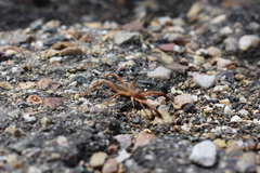 Gluvia dorsalis