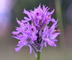 Neotinea tridentata tridentata