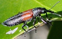Rhinotia divisa