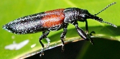 Rhinotia divisa
