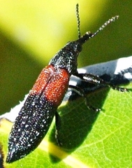 Rhinotia divisa