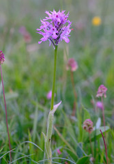 Neotinea tridentata tridentata