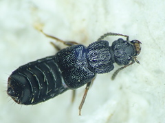 Anotylus rugosus