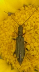 Oedemera barbara