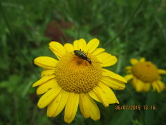 Chrysanthia geniculata
