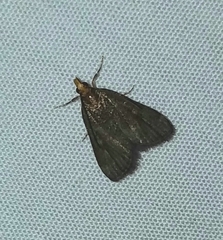Loxostegopsis merrickalis