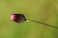 Cirsium pannonicum
