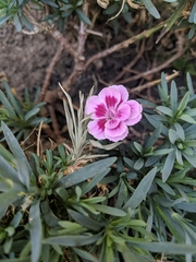 Dianthus chinensis