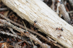 Formica rufa