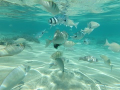 Abudefduf sparoides