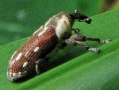 Cylindralcides bubo