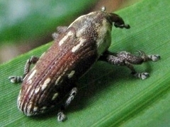 Cylindralcides bubo