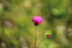 Cirsium pannonicum