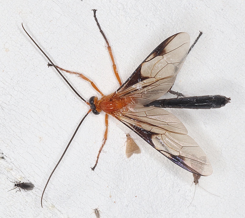 Thyreodon atriventris